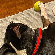 Billy is registered to the contest to win money with this photo: dog, black_and_white, red_collar, paw, tennis_ball, blanket, wooden_floor, indoor, pet, playing, relaxing, animal, fur, cute, resting, close_up, canine, domestic, sleeping, toy