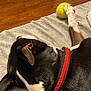 dog, black_and_white, red_collar, paw, tennis_ball, blanket, wooden_floor, indoor, pet, playing, relaxing, animal, fur, cute, resting, close_up, canine, domestic, sleeping, toy