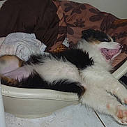 Isis participe au concours pour gagner de l'argent avec cette photo :