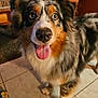 dog, australian_shepherd, blue_eyes, tongue_out, indoor, tile_floor, pet, animal, fur, happy, close_up, muzzle, ears, brown, black, white, orange, cute, portrait, canine