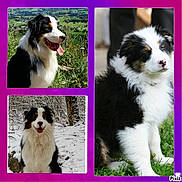 Isis participe au concours pour gagner de l'argent avec cette photo :