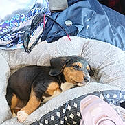 Zola is registered to the contest to win money with this photo: animal, black_fur, blanket, brown_fur, closeup, coin, comfort, cute, dog, domestic_animal, indoor, pet_bed, puppy, relaxation, resting, sleepy, soft_texture, sunglasses, white_fur, young_dog