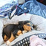 animal, black_fur, blanket, brown_fur, closeup, coin, comfort, cute, dog, domestic_animal, indoor, pet_bed, puppy, relaxation, resting, sleepy, soft_texture, sunglasses, white_fur, young_dog