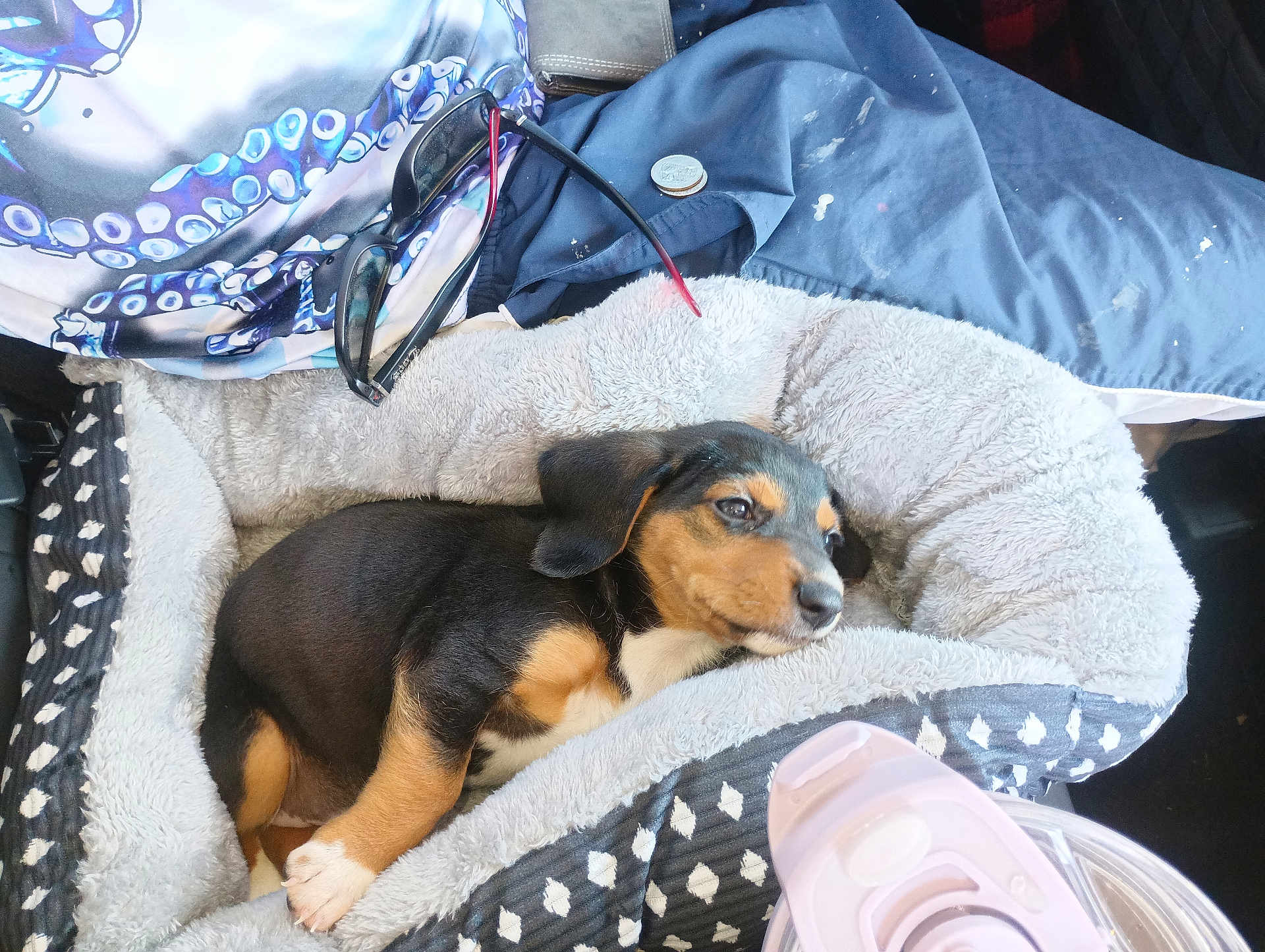 Zola