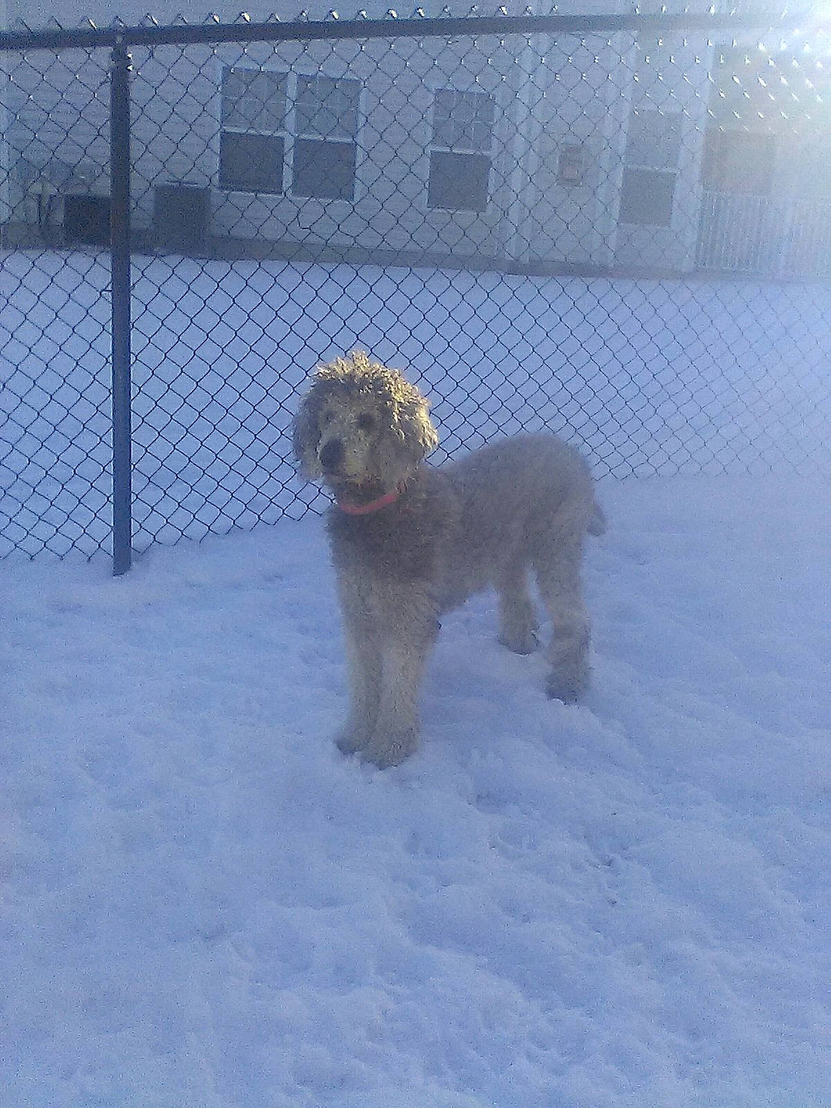 Ramona is registered to the contest to win money with this photo: carnivore, companion_dog, dog, dog_breed, dog_supply, electric_blue, fence, freezing, guard_dog, gun_dog, mesh, pet_supply, snout, snow, sporting_group, tail, water_dog, window, winter, working_dog