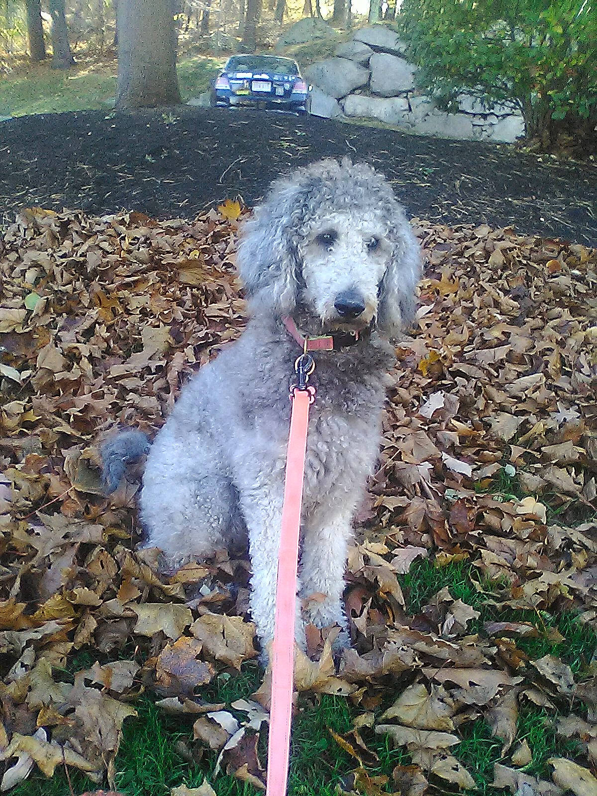 Ramona is registered to the contest to win money with this photo: canidae, carnivore, companion_dog, dog, dog_breed, grass, non_sporting_group, plant, poodle, snout, soil, sporting_group, tail, terrestrial_animal, terrier, tree, water_dog, working_animal