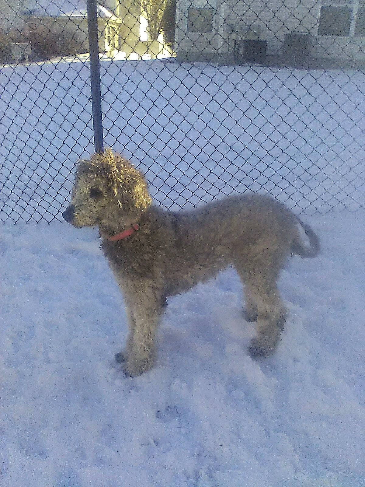 Ramona is registered to the contest to win money with this photo: canidae, carnivore, companion_dog, dog, dog_breed, dog_supply, fence, liver, mesh, pet_supply, plant, snout, snow, sporting_group, tail, terrier, tree, water_dog, winter, wire_fencing