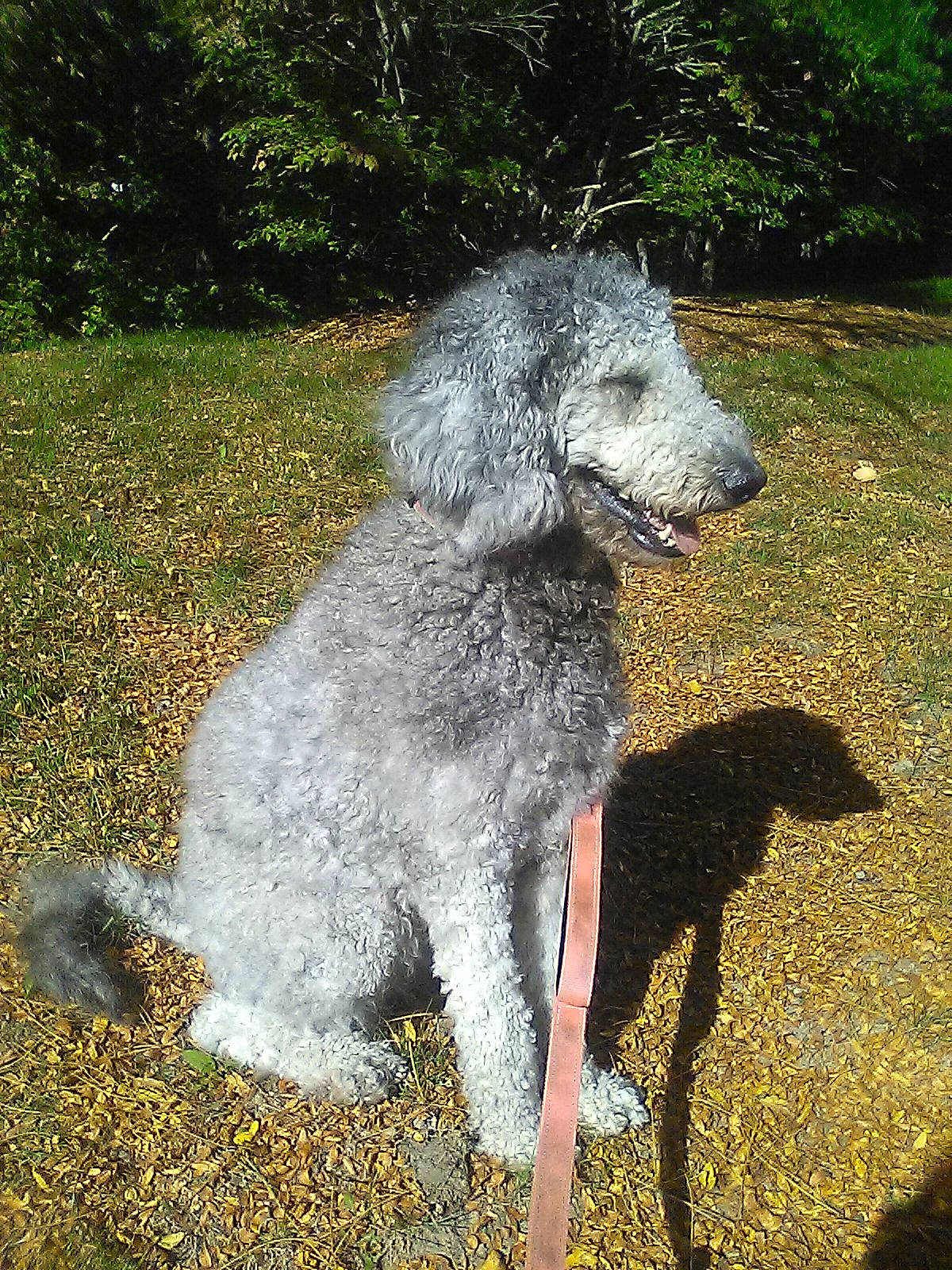 Ramona joined the competition — help win amazing prizes! canidae, carnivore, companion_dog, dog, dog_breed, grass, gun_dog, hunting_dog, non_sporting_group, plant, poodle, sporting_group, standard_poodle, tail, terrestrial_animal, terrier, water_dog, working_animal