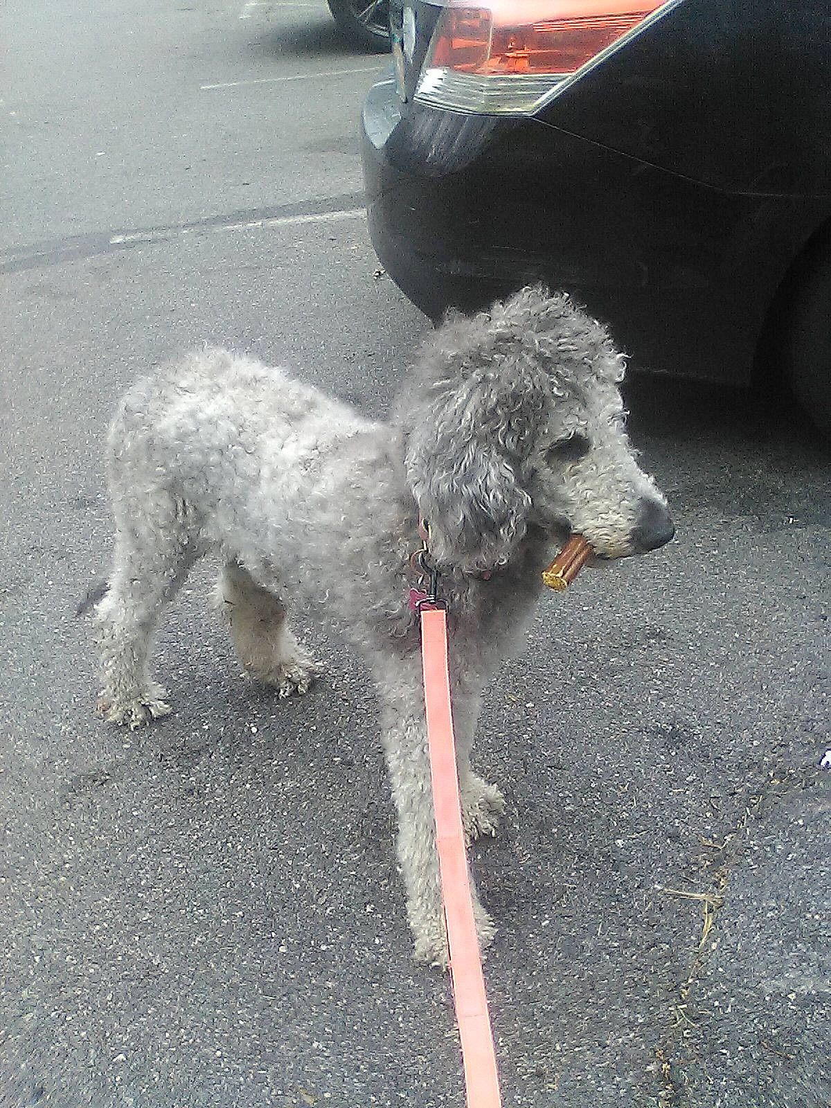 Ramona is registered to the contest to win money with this photo: asphalt, automotive_tire, car, carnivore, companion_dog, dog, dog_breed, mammal, poodle, road, road_surface, sidewalk, snout, tire, toy_dog, vehicle, vehicle_door, vertebrate, water_dog, wheel