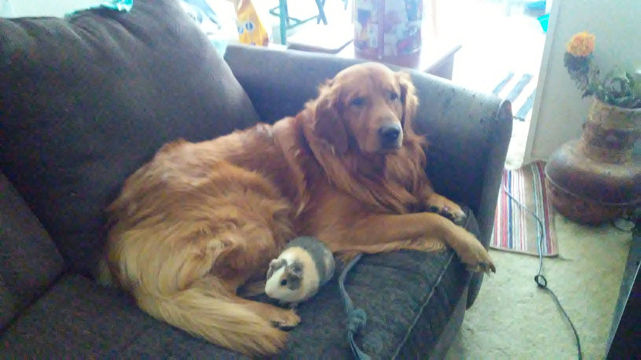 Maximus is registered to the contest to win money with this photo: carnivore, chair, comfort, companion_dog, couch, dog, dog_breed, fawn, flooring, fur, gun_dog, hardwood, liver, pet_supply, retriever, snout, sporting_group, tail, tree, working_animal