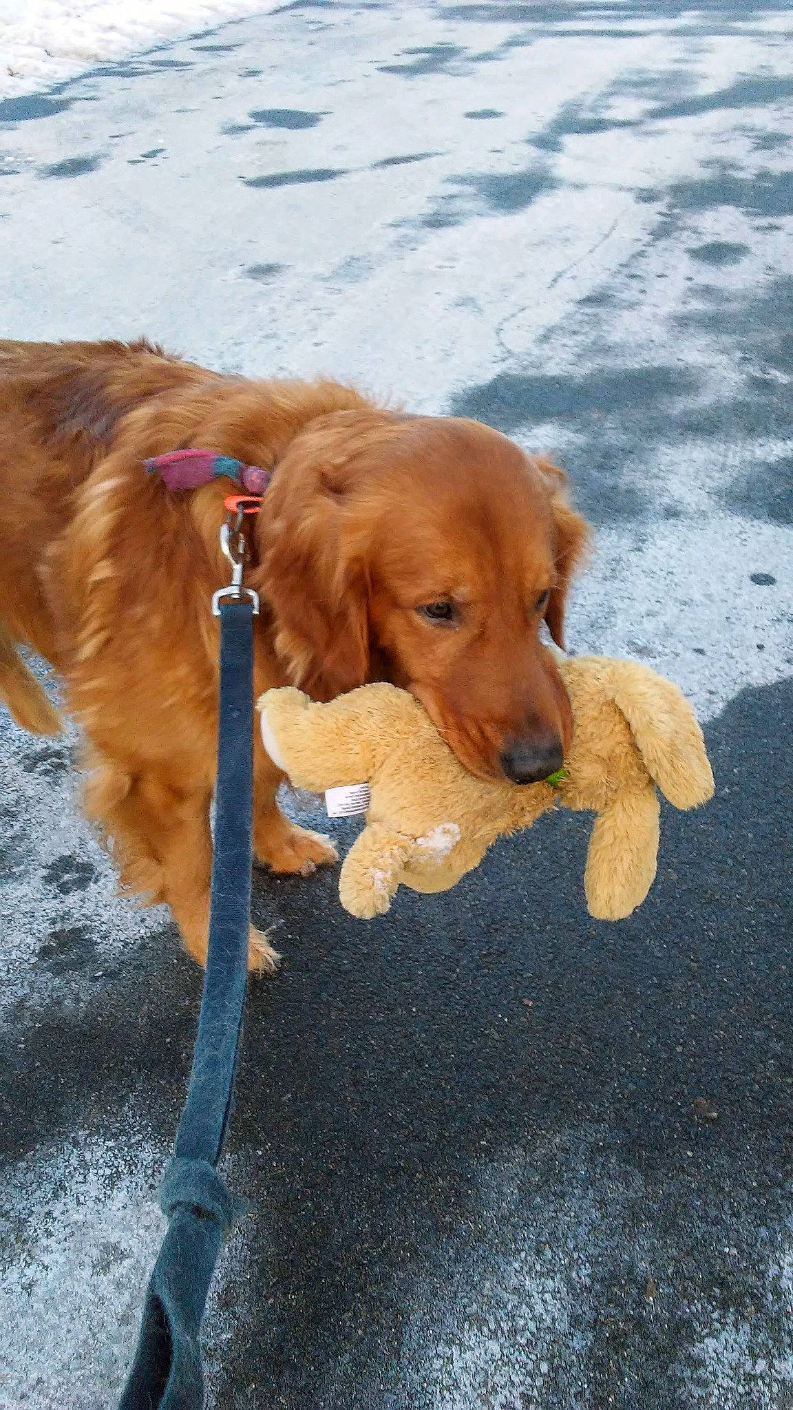 Maximus is registered to the contest to win money with this photo: asphalt, canidae, carnivore, collar, companion_dog, dog, dog_breed, dog_collar, fawn, gun_dog, leash, liver, mammal, pet_supply, plant, road_surface, snout, sporting_group, vertebrate, working_animal