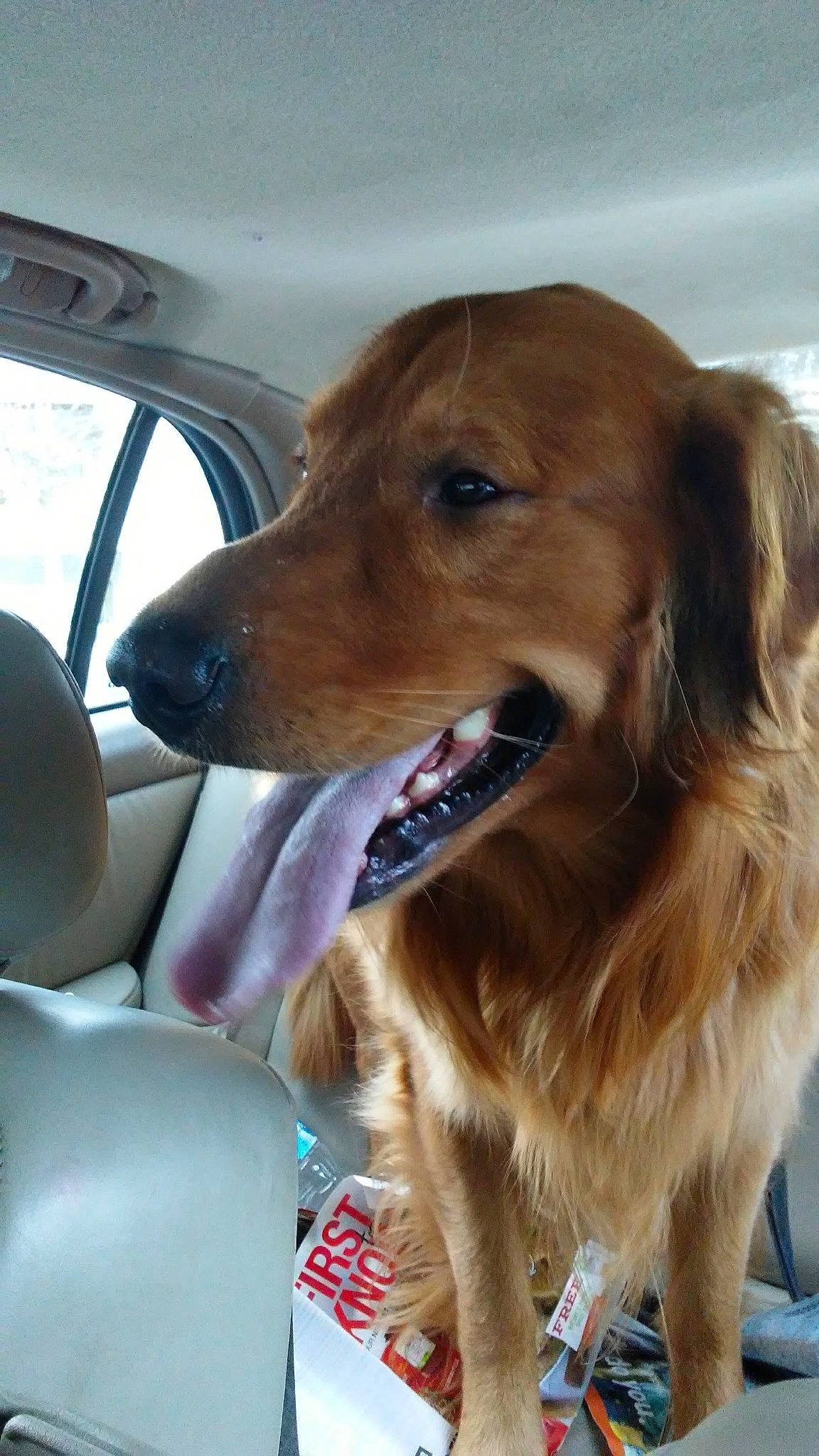 Maximus joined the competition — help win amazing prizes! canidae, car, car_seat, car_seat_cover, carbonated_soft_drinks, carnivore, collar, companion_dog, dog, dog_breed, fawn, fur, gun_dog, liver, snout, vehicle, vehicle_door, whiskers, window, windshield