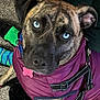 Millie is registered to the contest to win money with this photo: accessories, animal, backpack, bag, bulldog, canine, clothing, coat, dog, harness, hound, lifejacket, pet, pitbull, puppy, purple, shorts, snout, strap, vest