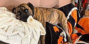 Millie joined the competition — help win amazing prizes! animal, beanbag, blanket, canine, dog, dogbed, furniture, pet
