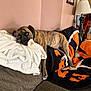 animal, beanbag, blanket, canine, dog, dogbed, furniture, pet