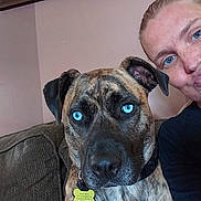 Millie joined the competition — help win amazing prizes! accessories, animal, baby, boxer, bulldog, canine, couch, dog, face, furniture, glasses, head, hound, indoors, person, pet, photography, portrait, puppy, selfie