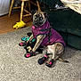 Millie joined the competition — help win amazing prizes! animal, canine, document, dog, dogbed, hardwood, indoors, interiordesign, kangaroo, person, pet, pug, puppy, racket, sitting, sport, stainedwood, tennis, tennisracket, wood