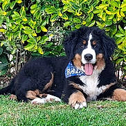 Baïko a rejoint le concours — aidez-le/la à gagner de superbes lots ! dog, puppy, bernese_mountain_dog, grass, greenery, bush, outdoor, pet, tongue_out, bandana, canine, animal, cute, fur, nature, relaxed, lying_down, happy, portrait, summer