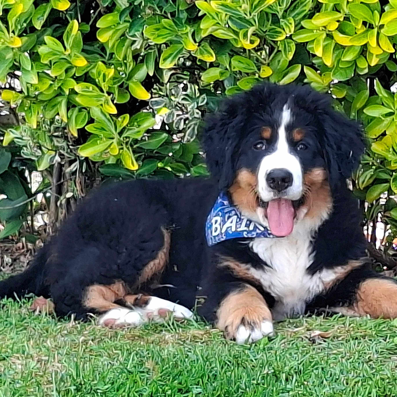Baïko a rejoint le concours — aidez-le/la à gagner de superbes lots ! dog, puppy, bernese_mountain_dog, grass, greenery, bush, outdoor, pet, tongue_out, bandana, canine, animal, cute, fur, nature, relaxed, lying_down, happy, portrait, summer