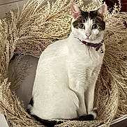 Pinky is registered to the contest to win money with this photo: cat, animal, pet, white_cat, collar, dried_plants, circle, indoor, feline, curious, sitting, ears, whiskers, alert, close_up, nature_elements, decor, portrait, domestic_animal, furniture