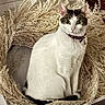 cat, animal, pet, white_cat, collar, dried_plants, circle, indoor, feline, curious, sitting, ears, whiskers, alert, close_up, nature_elements, decor, portrait, domestic_animal, furniture