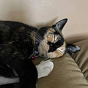 Madeline joined the competition — help win amazing prizes! abyssinian, accessories, animal, architecture, armchair, building, cat, chair, couch, cushion, furniture, homedecor, indoors, kitten, livingroom, manx, person, pet, room, sleeping