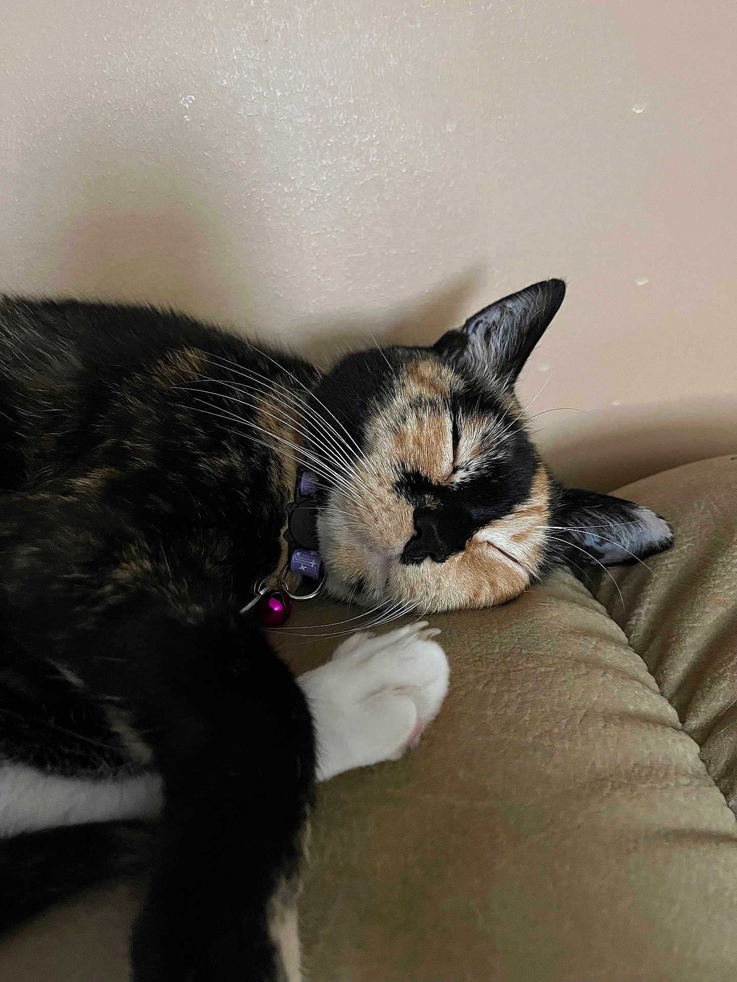 Madeline joined the competition — help win amazing prizes! abyssinian, accessories, animal, architecture, armchair, building, cat, chair, couch, cushion, furniture, homedecor, indoors, kitten, livingroom, manx, person, pet, room, sleeping