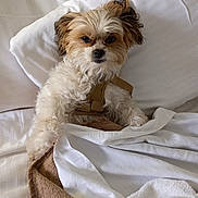 Codajo is registered to the contest to win money with this photo: dog, small_dog, bed, blanket, white_blanket, brown_blanket, fur, pet, cute, indoor, resting, cozy, sleepy, animal, canine, lying_down, fur_texture, pillow, harness, relaxed