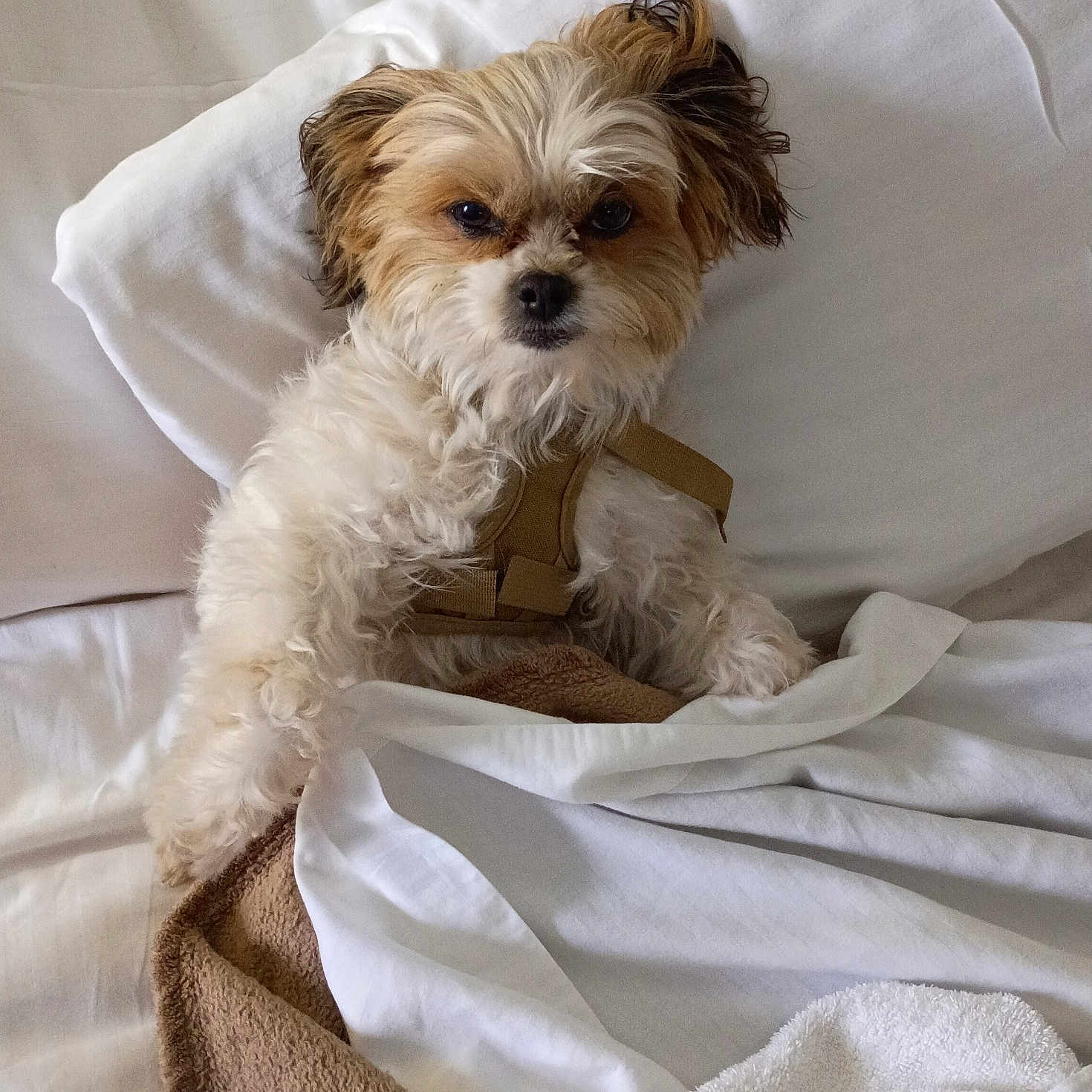 Codajo is registered to the contest to win money with this photo: animal, bed, blanket, brown_blanket, canine, cozy, cute, dog, fur, fur_texture, harness, indoor, lying_down, pet, pillow, relaxed, resting, sleepy, small_dog, white_blanket