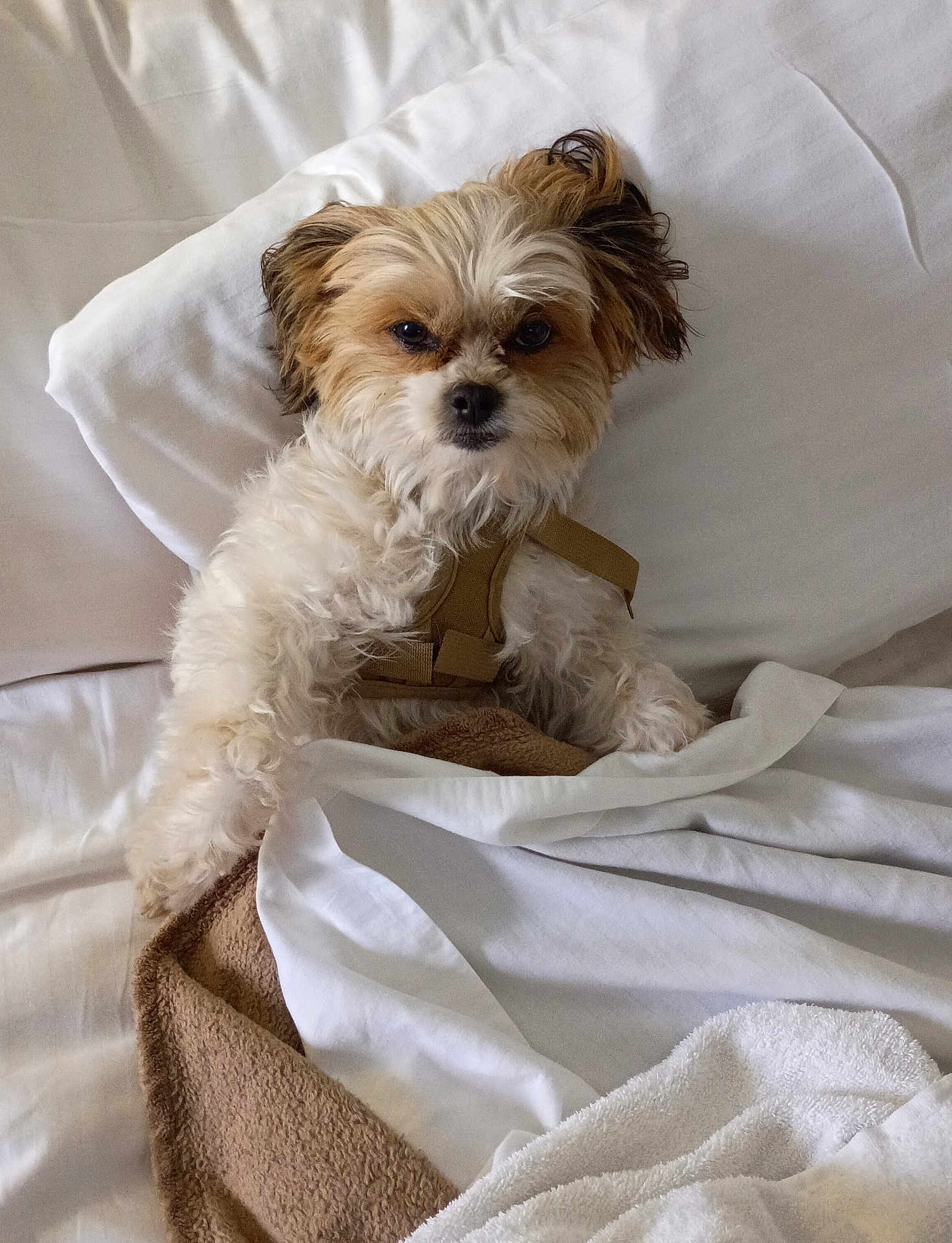 Codajo is registered to the contest to win money with this photo: dog, small_dog, bed, blanket, white_blanket, brown_blanket, fur, pet, cute, indoor, resting, cozy, sleepy, animal, canine, lying_down, fur_texture, pillow, harness, relaxed