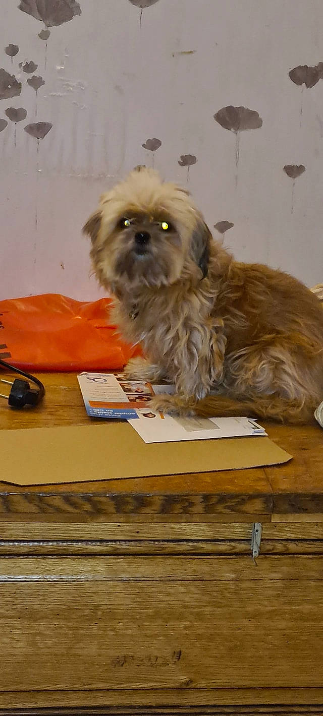 Cannelle participe au concours pour gagner de l'argent avec cette photo : canidae, carnivore, companion_dog, dog, dog_breed, fawn, fur, liver, pekapoo, puppy, shih_poo, shih_tzu, small_terrier, snout, table, terrier, toy_dog, vertebrate, wood_stain, working_animal