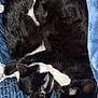 Mr. Kitty is registered to the contest to win money with this photo: cat, black_cat, black_and_white_cat, sleeping, curled_up, bed, quilt, blanket, cozy, indoor, pet, animal, feline, fur, resting, cute, companions, comfort, domestic, snuggling