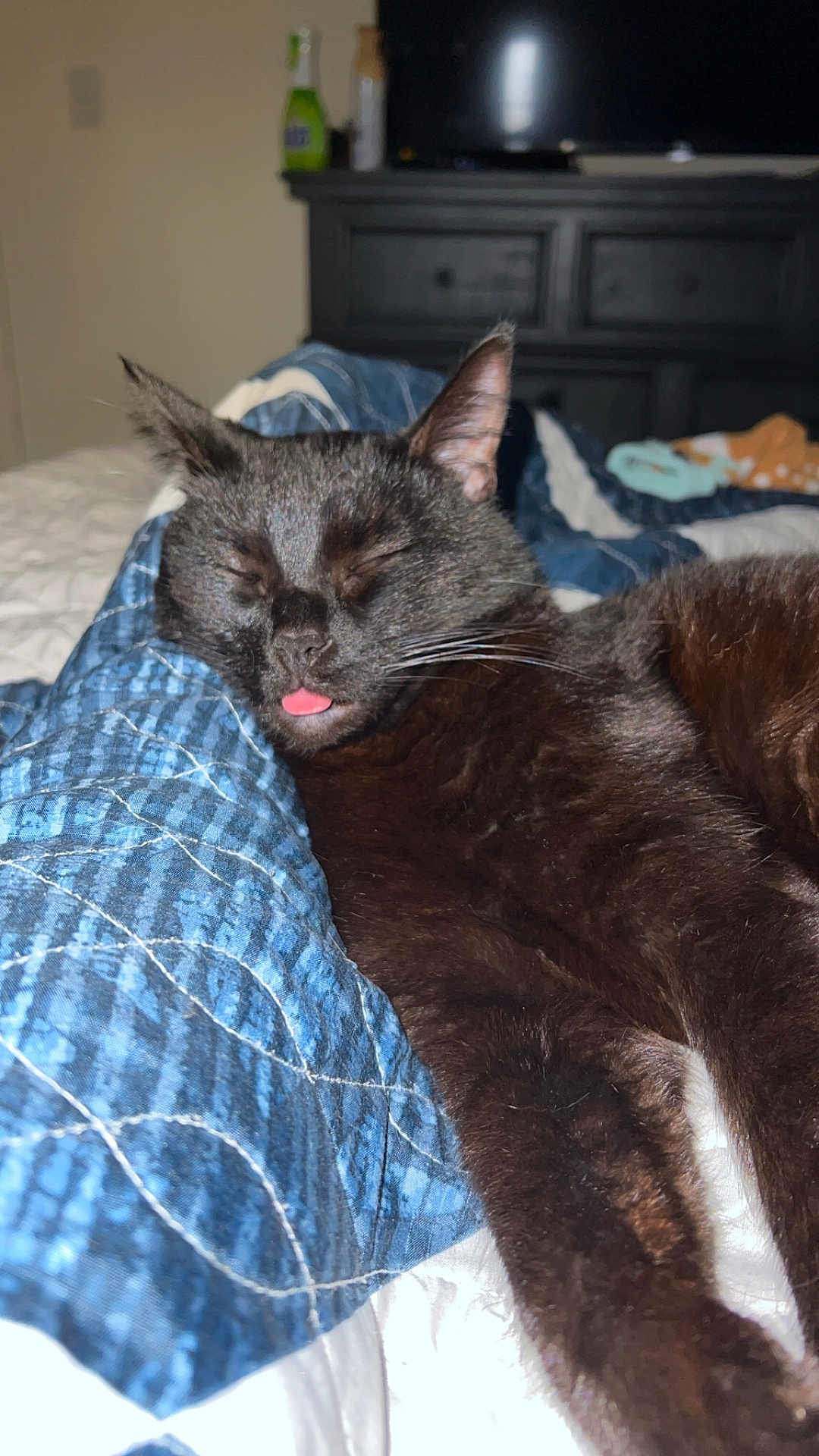 Mr. Kitty is registered to the contest to win money with this photo: cat, black_cat, sleeping, tongue_out, bedroom, quilt, blue_quilt, feline, pet, resting, cute, cozy, indoor, animal, fur, whiskers, snuggled, relaxed, closeup, domestic_cat