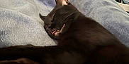 Mr. Kitty is registered to the contest to win money with this photo: black_cat, cat, sleeping, tongue_out, blanket, bedroom, cozy, indoor, pet, feline, fur, resting, soft_texture, relaxed, paw, whiskers, ears, home, animal, cute