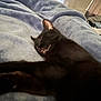 black_cat, cat, sleeping, tongue_out, blanket, bedroom, cozy, indoor, pet, feline, fur, resting, soft_texture, relaxed, paw, whiskers, ears, home, animal, cute