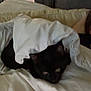 Mr. Kitty is registered to the contest to win money with this photo: black_cat, cat, pet, blanket, bed, indoor, feline, animal, resting, cozy, white_bedding, curious, dim_light, cute, eyes, fur, soft, home, relaxing, sleepy