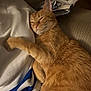 cat, ginger_cat, orange_tabby, pet, sleeping, cozy, blanket, sweater, package, couch, indoor, whiskers, paw, fur, close_up, portrait, relaxed, domestic, nap, feline