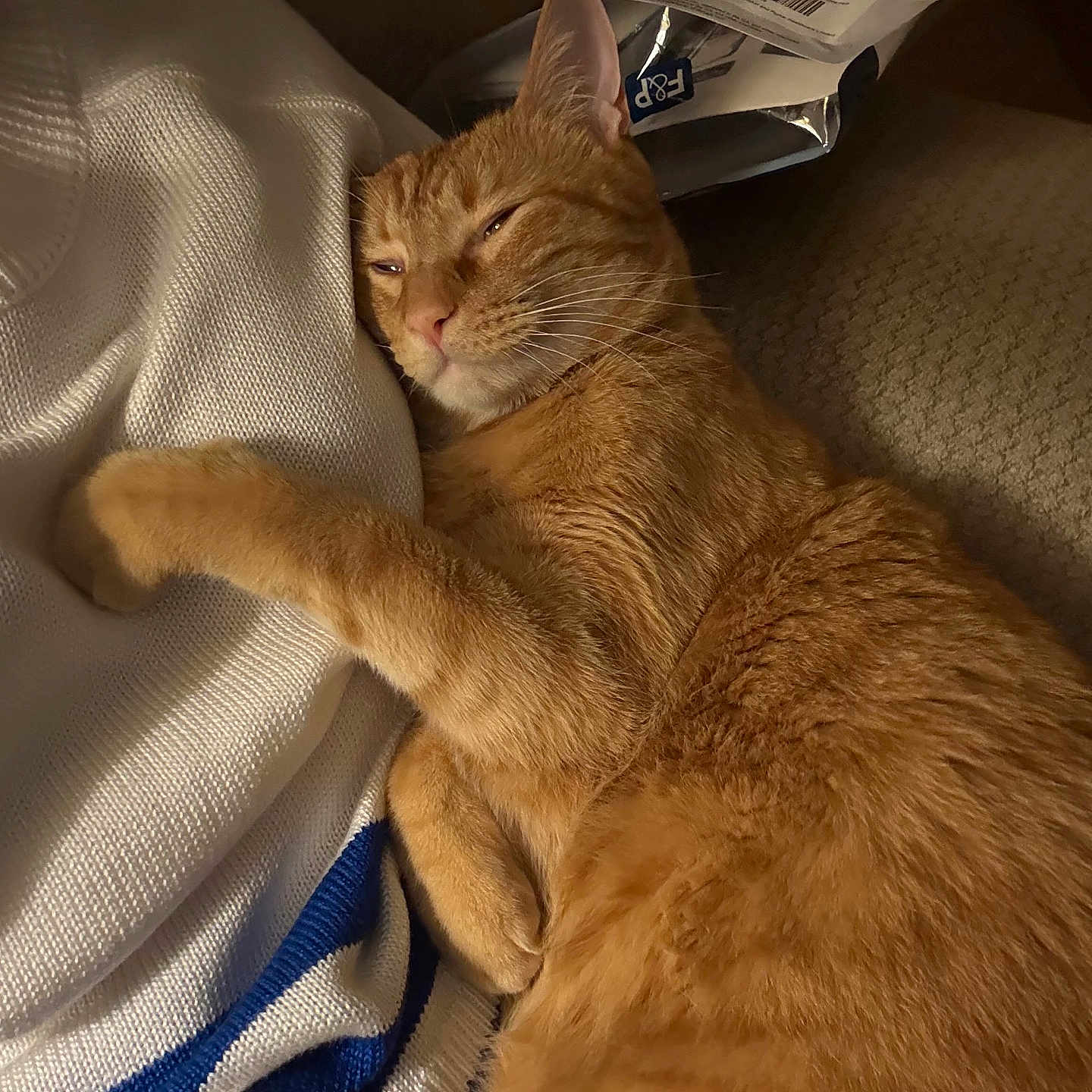 Sabacha is registered to the contest to win money with this photo: blanket, cat, close_up, couch, cozy, domestic, feline, fur, ginger_cat, indoor, nap, orange_tabby, package, paw, pet, portrait, relaxed, sleeping, sweater, whiskers