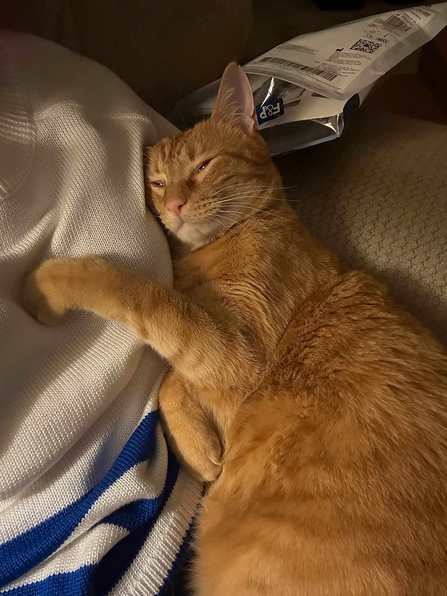 Sabacha is registered to the contest to win money with this photo: cat, ginger_cat, orange_tabby, pet, sleeping, cozy, blanket, sweater, package, couch, indoor, whiskers, paw, fur, close_up, portrait, relaxed, domestic, nap, feline