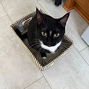 Elvira joined the competition — help win amazing prizes! cat, tuxedo_cat, basket, tile_floor, indoor, pet, whiskers, green_eyes, black_fur, white_chest, sitting, looking_up, close_up, kitchen, cabinet, floor, home, adorable, curious, portrait