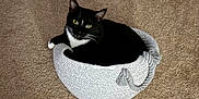 Elvira joined the competition — help win amazing prizes! cat, tuxedo_cat, pet, basket, carpet, indoor, feline, whiskers, yellow_eyes, black_and_white_fur, cozy, small_bed, paws, ears, looking_up, woven_texture, home, domestic, relaxed, floor
