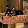 cat, tuxedo_cat, pet, indoor, cat_tree, scratching_post, cozy, yellow_eyes, whiskers, ears, black_fur, portrait, looking_at_camera, carpet_platform, shelf_decor, halloween_decor, pumpkin_decoration, plushies, furniture, closeup