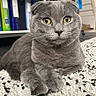 Tiki a rejoint le concours — aidez-le/la à gagner de superbes lots ! cat, gray_cat, scottish_fold, pet, animal, feline, close_up, portrait, folded_ears, green_eyes, fur, whiskers, paws, lying_down, rug, indoors, home, shelving, cute, judgmental_expression