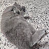Tiki participe au concours pour gagner de l'argent avec cette photo : cat, gray_cat, fluffy, furry, pet, animal, sleeping, relaxed, lying_down, paws, legs, belly, tail, carpet, indoor, home, cute, cozy, closeup, funny_pose