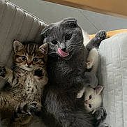 Tiki a rejoint le concours — aidez-le/la à gagner de superbes lots ! kittens, cats, gray_cat, tabby_cat, white_cat, multiple_animals, cute, adorable, cuddling, sleeping, sitting, lying_down, licking, tongue, whiskers, eyes, fur, sofa, cushion, indoor