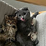 kittens, cats, gray_cat, tabby_cat, white_cat, multiple_animals, cute, adorable, cuddling, sleeping, sitting, lying_down, licking, tongue, whiskers, eyes, fur, sofa, cushion, indoor