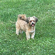 Milo is registered to the contest to win money with this photo: dog, grass, outdoor, pet, animal, canine, happy, tongue_out, fur, tail, standing, nature, greenery, cute, small_dog, playful, daylight, mammal, adorable, friendly