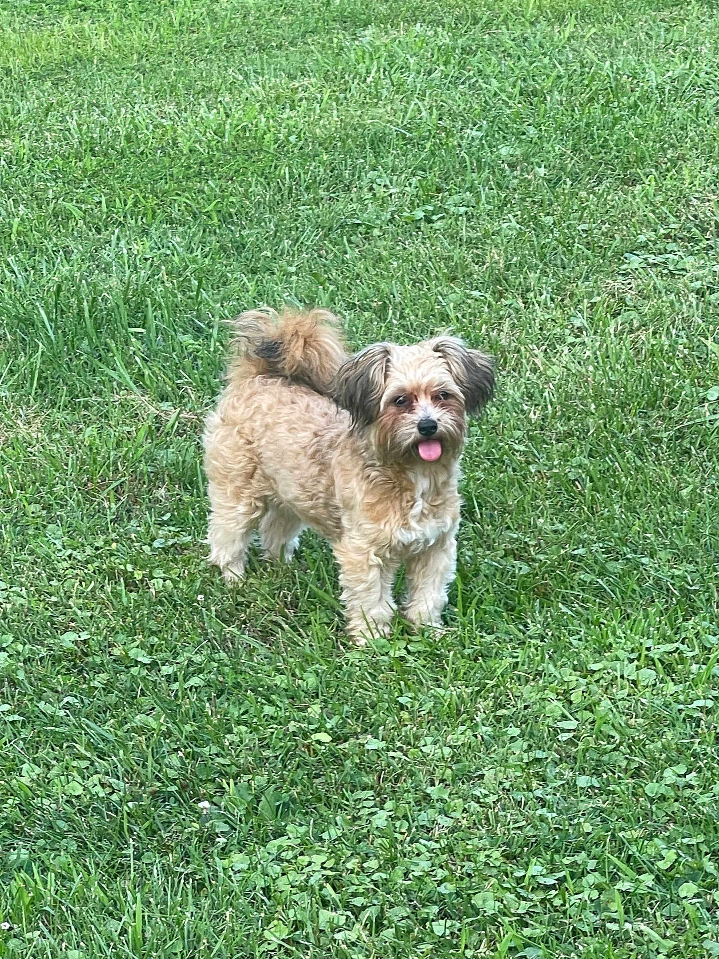 Milo