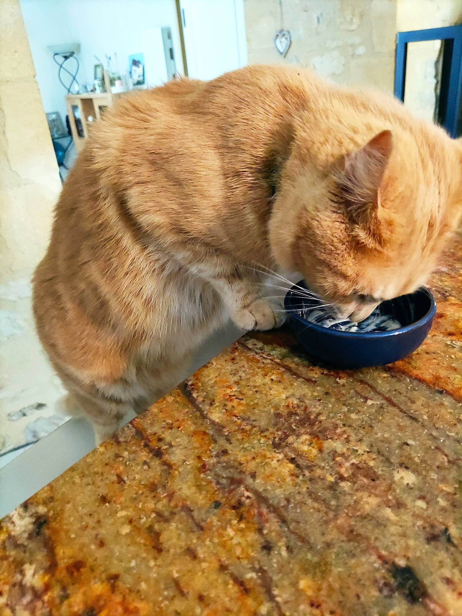 Jimmy participe au concours pour gagner de l'argent avec cette photo : carnivore, cat, cat_supply, claw, collar, comfort, domestic_short_haired_cat, fawn, felidae, flooring, fur, paw, pet_supply, small_to_medium_sized_cats, snout, tail, terrestrial_animal, whiskers, wildlife, wood