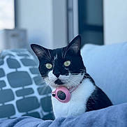 Khaleesie a rejoint le concours — aidez-le/la à gagner de superbes lots ! cat, black_and_white, collar, pet, indoor, blanket, pillow, animal, feline, closeup, portrait, soft_focus, whiskers, domestic_cat, sitting, cute, relaxed, furniture, cozy, home